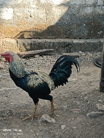 ઓરીજનલ અસીલ મુરઘો