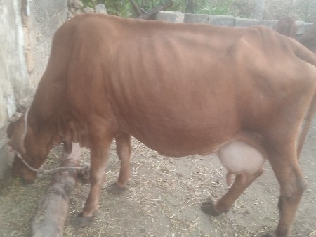 थंबनेल 3