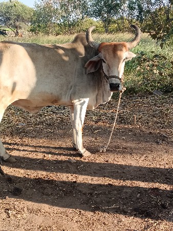 थंबनेल 2