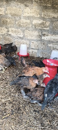 દેશી મૂરઘી