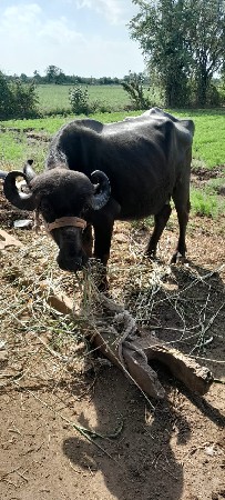 પેલા વેતર નો ખડેલો વેચવાનો છે