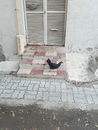 थंबनेल 3