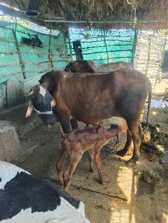 थंबनेल 2