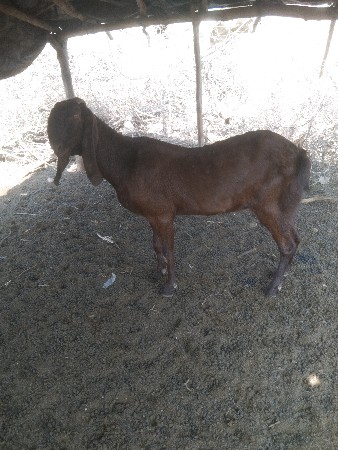 🐐 બીટલ બકરીયો પાંચ 5 છે