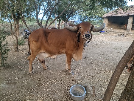 થંબનેલ 2