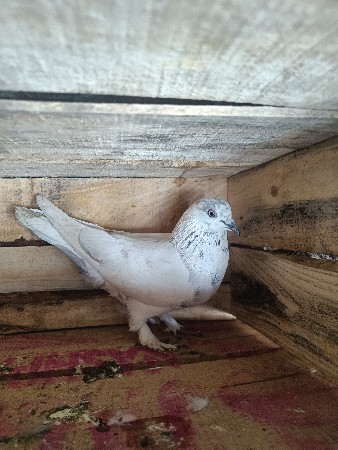 थंबनेल 3