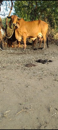 ગીર ગાય