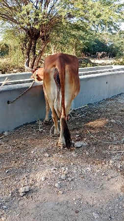 10 બાર દિવસ કાચી ફલજવબાદરી