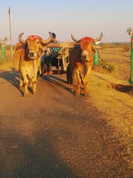 थंबनेल 3