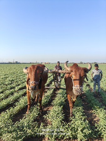 બળદ વહેંચવાના છે.