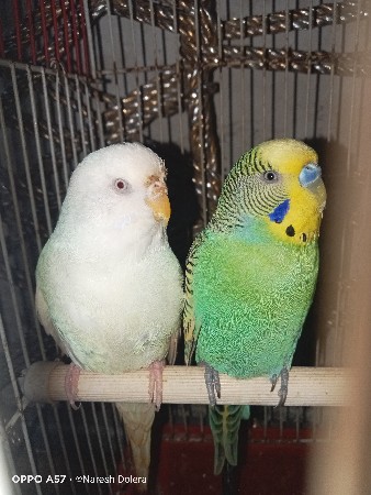 બજરી બર્ડ વેચવાના છે