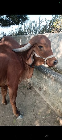 ગાય વેચવાની છે