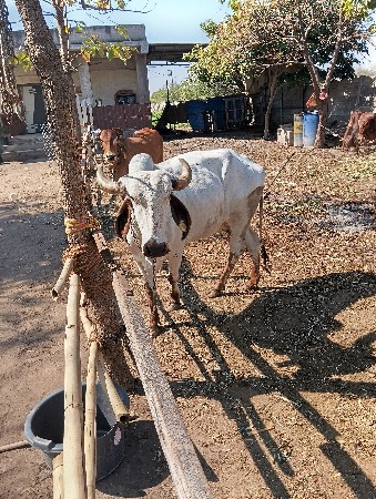 નીલડી ગાય વેચવાની સાટા કરવા ની