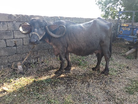 થંબનેલ 3