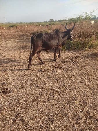 કરણ મોરી