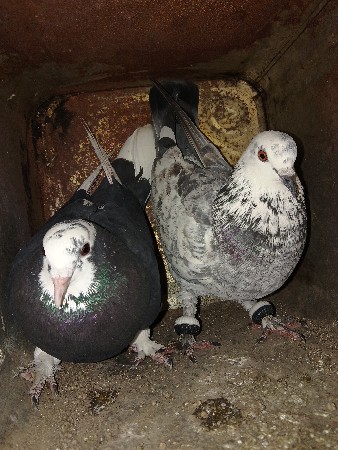 थंबनेल 3