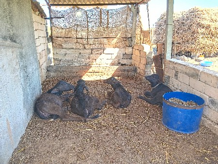 ગોવાળની જરુર છે.