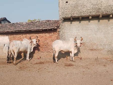 થંબનેલ 2