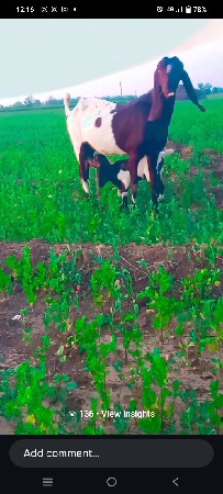 આ રાજસ્થાની બકરી વેચવાની છે