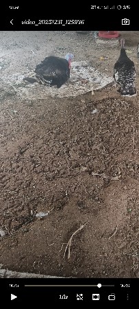 થંબનેલ 3