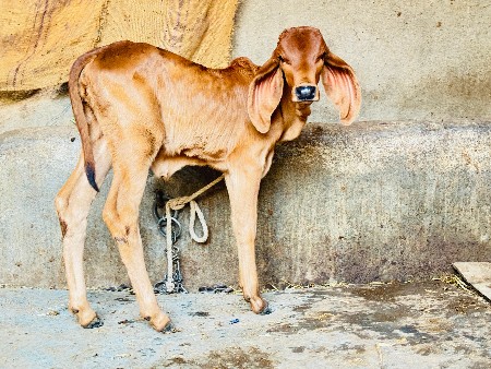 થંબનેલ 2