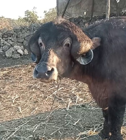 થંબનેલ 3