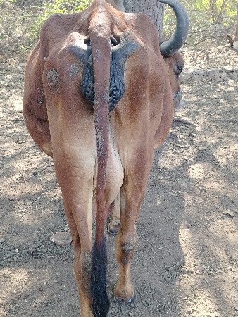 ગાય વેચવાની છે