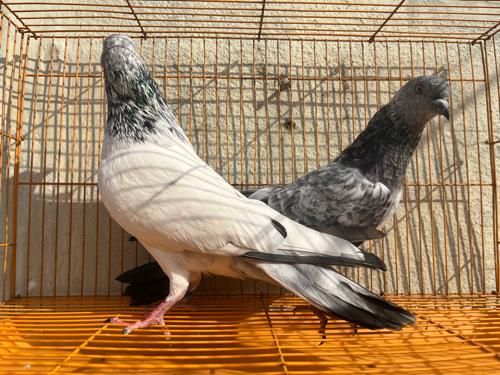 थंबनेल 2