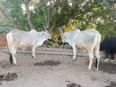 ગોધલા વેચવાના છે