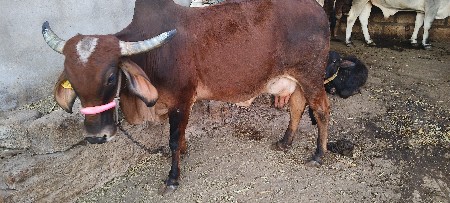 थंबनेल 2