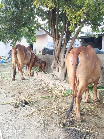 थंबनेल 2