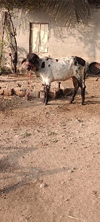 थंबनेल 2