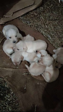 galudiya vechava na se leb na