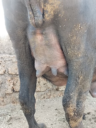 વેચવાની