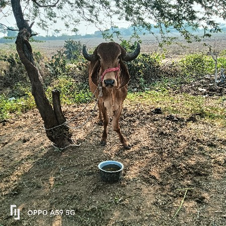 थंबनेल 2