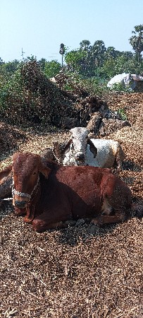 ગોઢલા વેશવાના સે