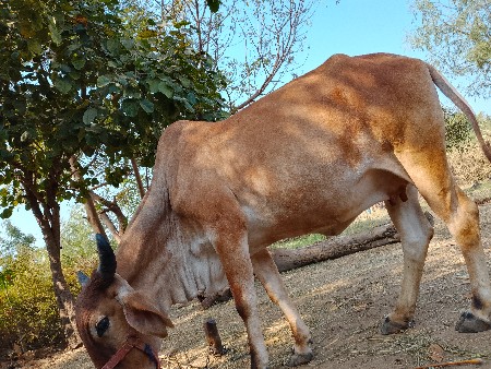 थंबनेल 2