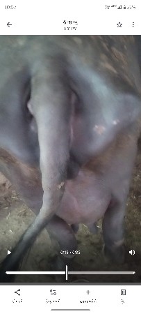 ભેંશ વેચવા