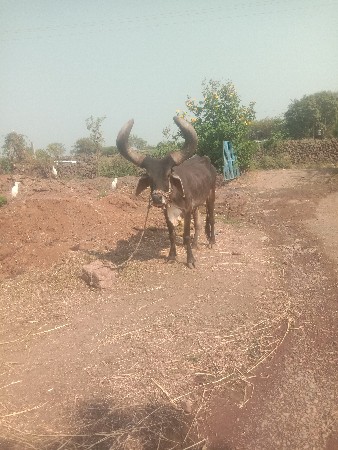 બરધ વેચવાનો છે કીમત 12 હજાર