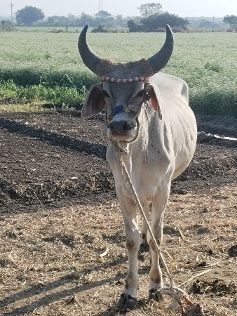 ગોટલા વેચવાના છે
