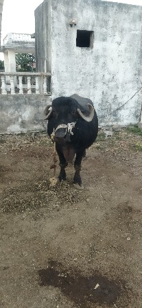 थंबनेल 2