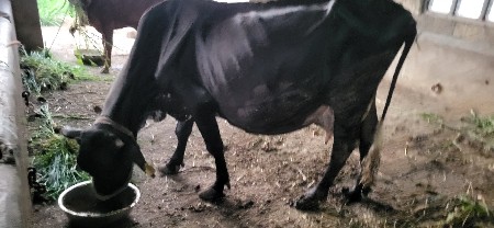 ચોથુ વેતર