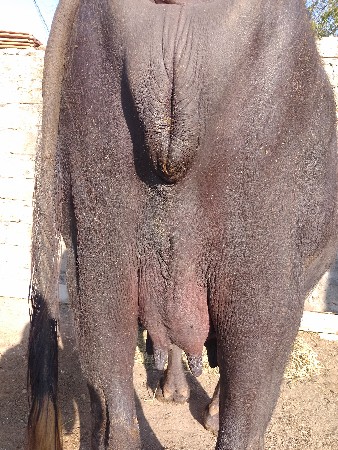 રામ આહિર