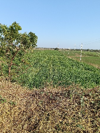જુવાર નું લીલુ વેચવાનુ છે