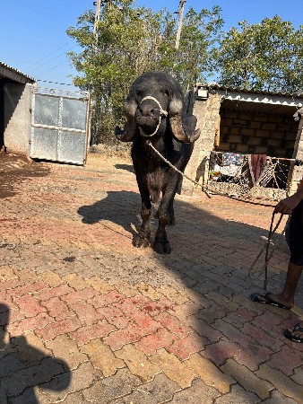 थंबनेल 2