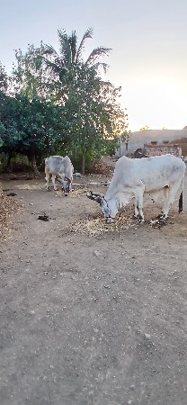 થંબનેલ 3