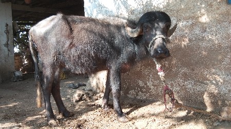 થંબનેલ 2