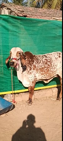 थंबनेल 2