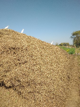 માંડવી નો ભુકો વેચવાનો છે.