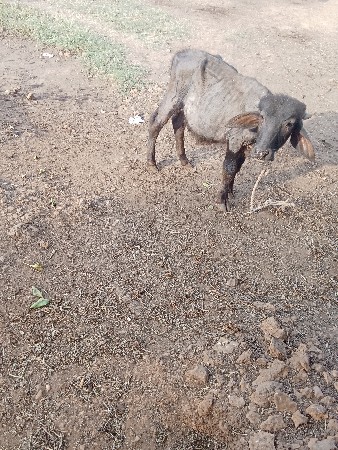 બે.પાડીયુ